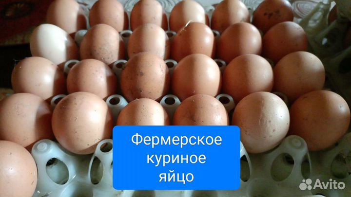 Фермерские куриные яйца