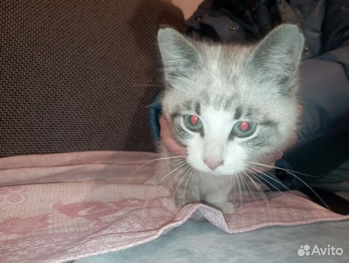 Котенок в добрые руки