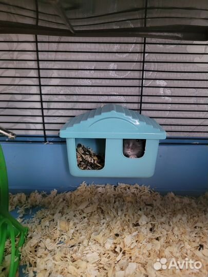 Хомяки джунгарики с клеткой