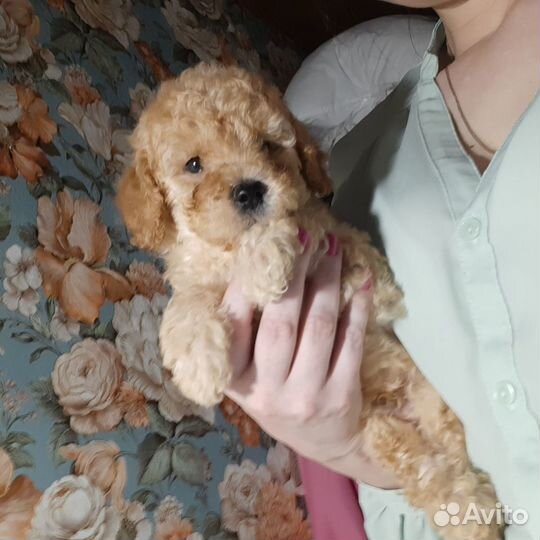 Мальтипу ф1 f1 в москве Тикап той до 22см