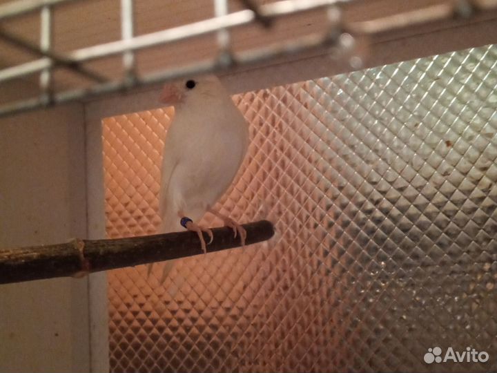 Кенара и канарейки