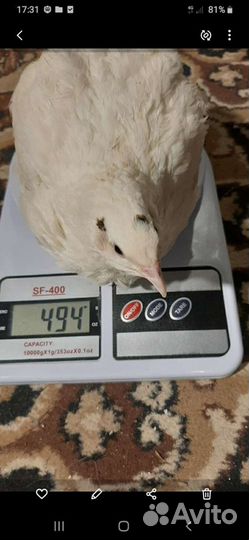 Перепела белые гиганты