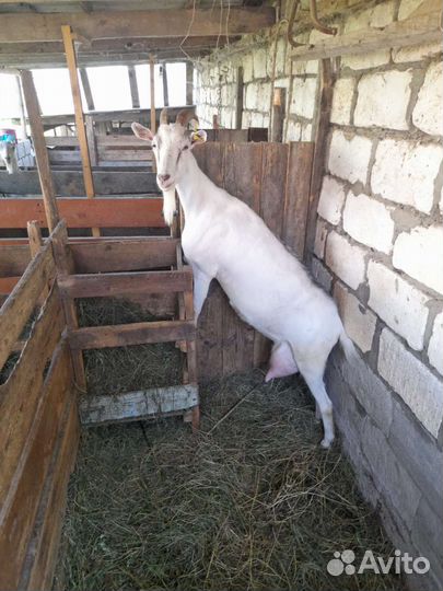 Коза дойная молочная