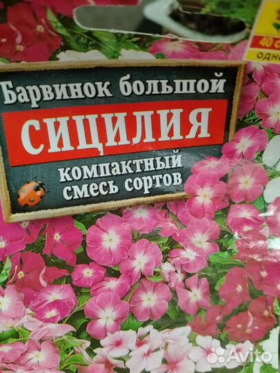 Барвинок (катарантус)