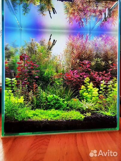 Аквариумные растения