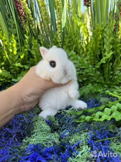 Мини кролики ручные карлики