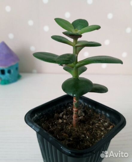 Денежное дерево (Толстянка)