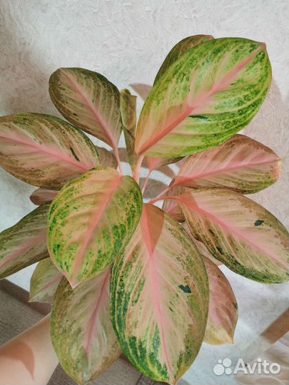 Аглаонема Miracle pink