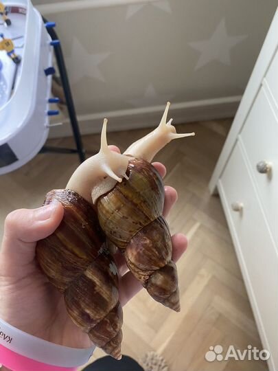 Улитка,улитята альбино