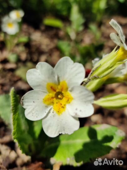 Примулы 5 цветов и ушковые и канделябровые