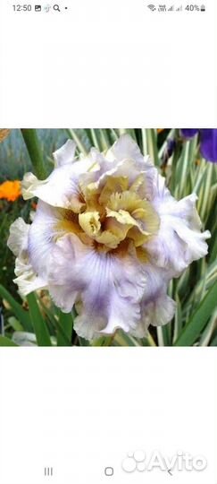 Ирис бородатый