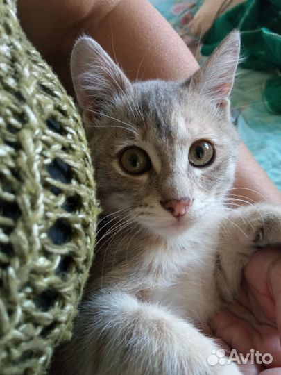 Котик 3 месяца ищет добрых хозяев