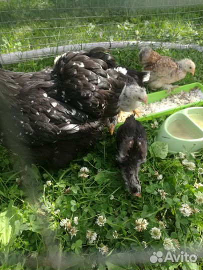 Цыплята кохихинов