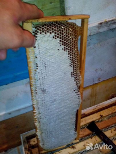 Мед с собственной пасеки