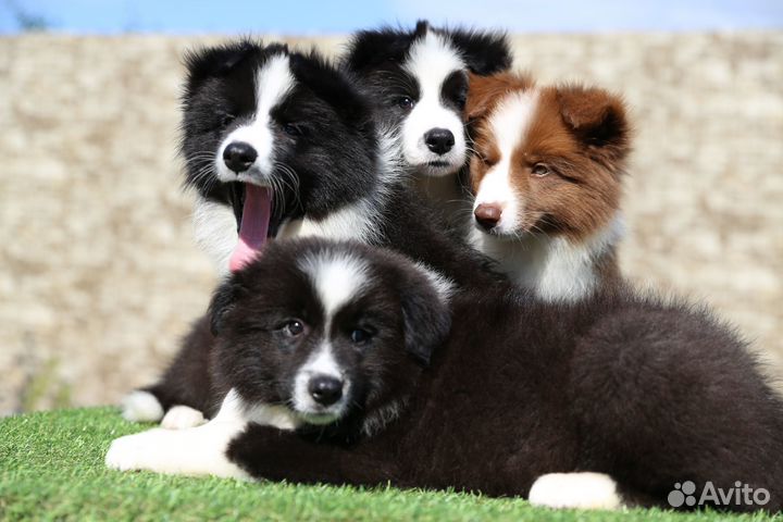 Бордер колли