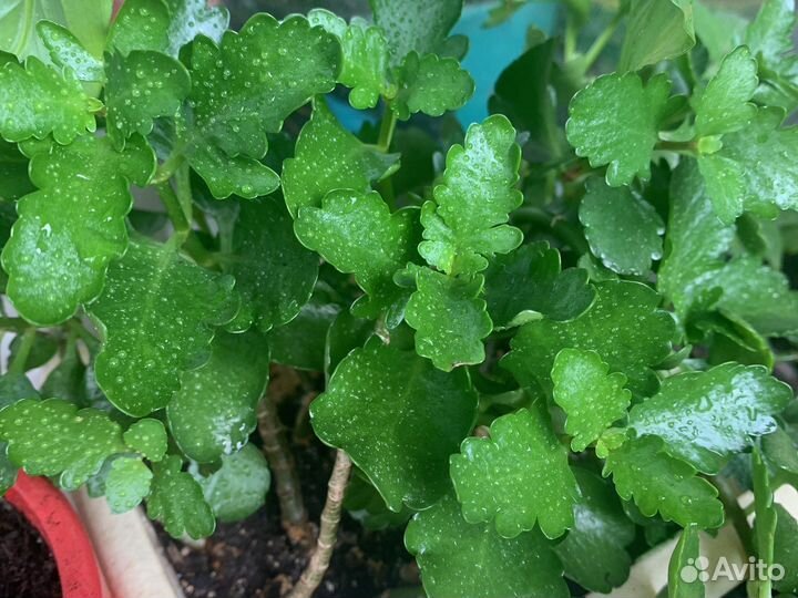 Комнатные цветы