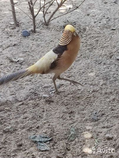 Фазаны и курицы