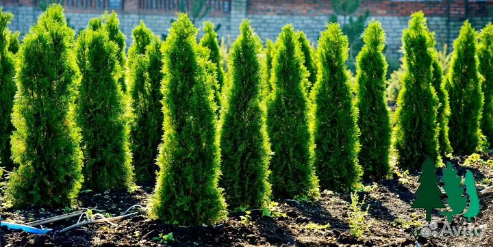 Туя смарагд, брабант, колумна, шаровидная доставка