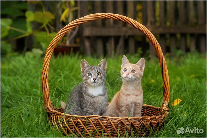 Котята Бусик и Персея в добрые ручки