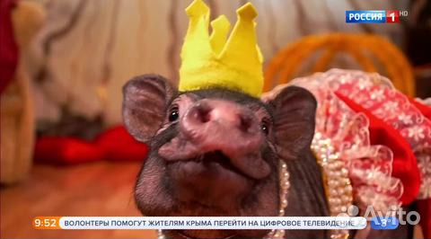 У вас праздник Пригласите поросёнка