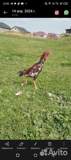 Бойцовый питух