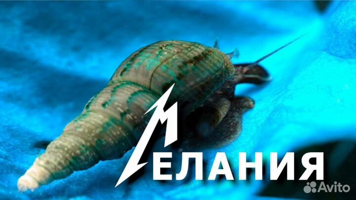 Улитки Мелании