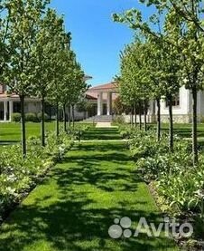 Газон от производителя