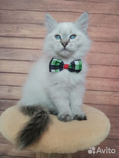 Сибирские котята