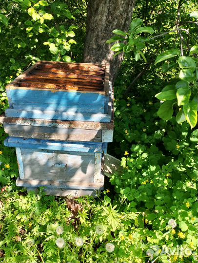 Ульи с пчелами