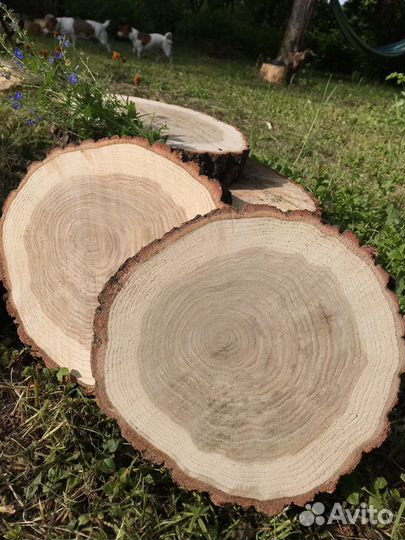 Торцовые спилы дуба