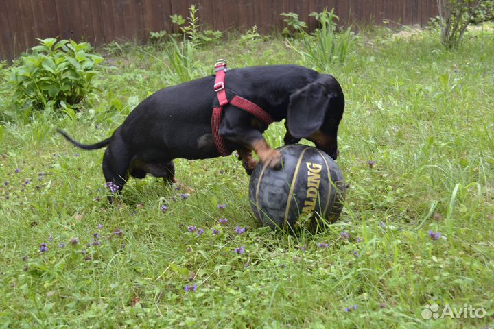 Шлейка для средней собаки
