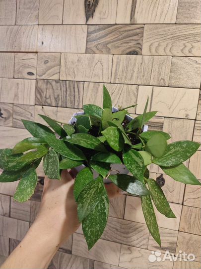 Хойя грацилис