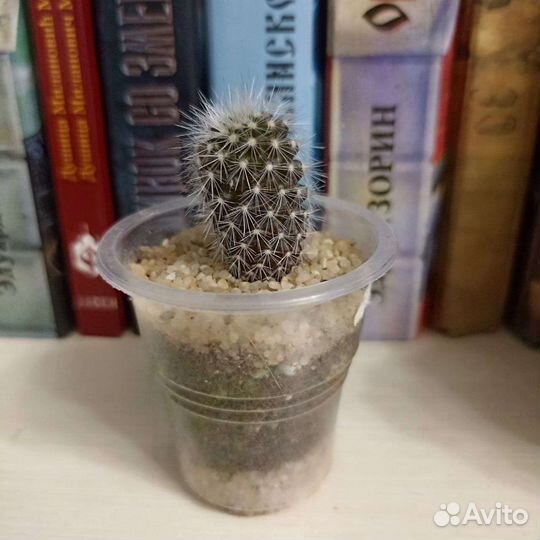 Кактус ребуция