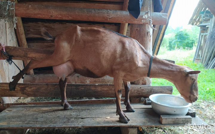 Коза дойная