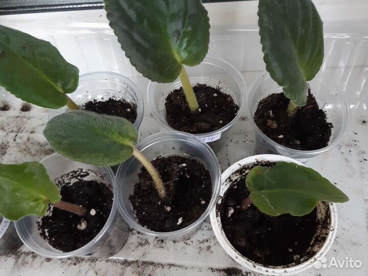 Сортовые фиалки