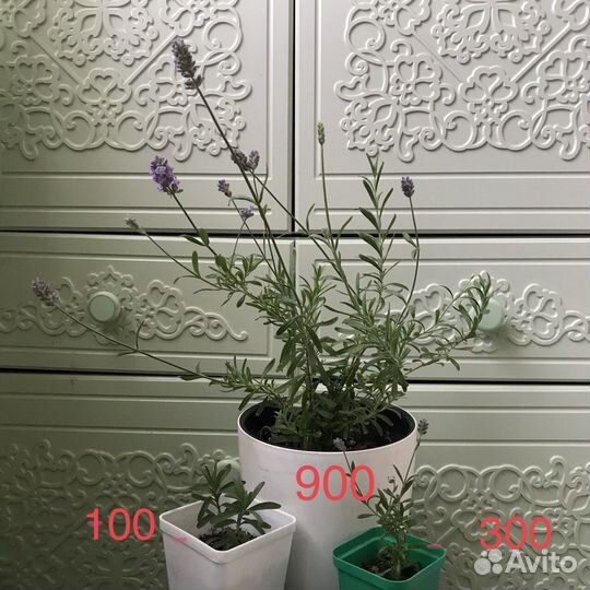 Лаванда, выращенная на балконе