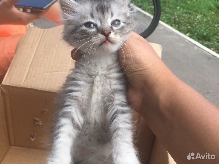 Котята в добрые руки мальчики