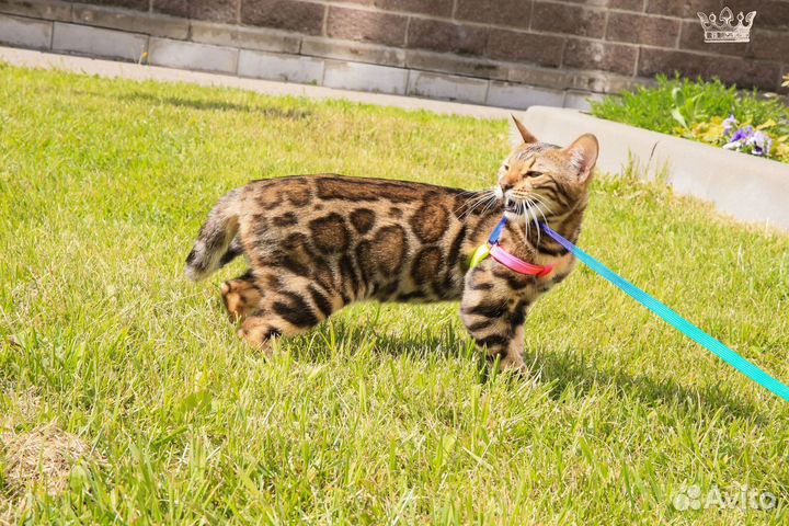 Бенгальский котенок девочка