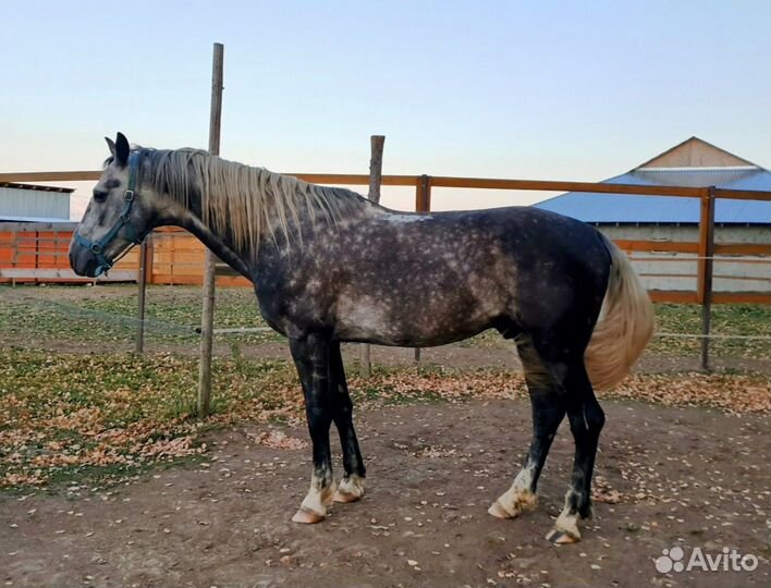 Серый жеребчик 2023