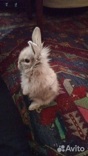 Карлик кролик Роджер аренда
