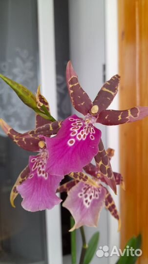 Орхидея