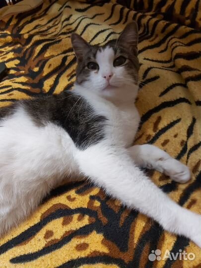 Отдам котика добрым людям