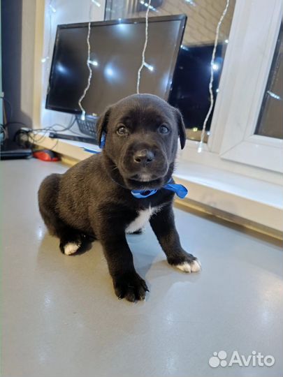 Щенки лабрадора