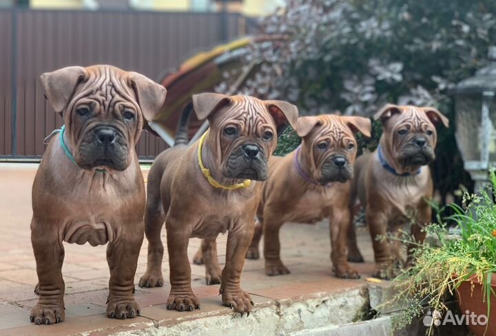 Щенки чунцина