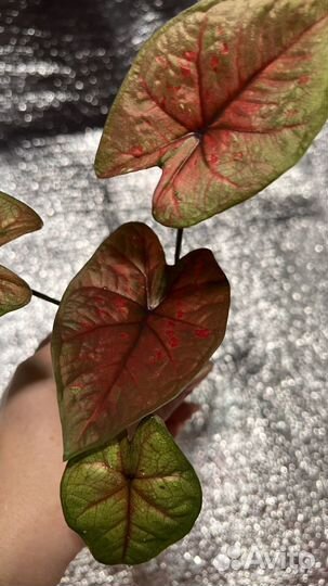 Каладиум тайский