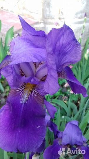 Сортовые крупные ирисы