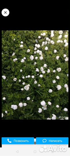 Купена;; анимона