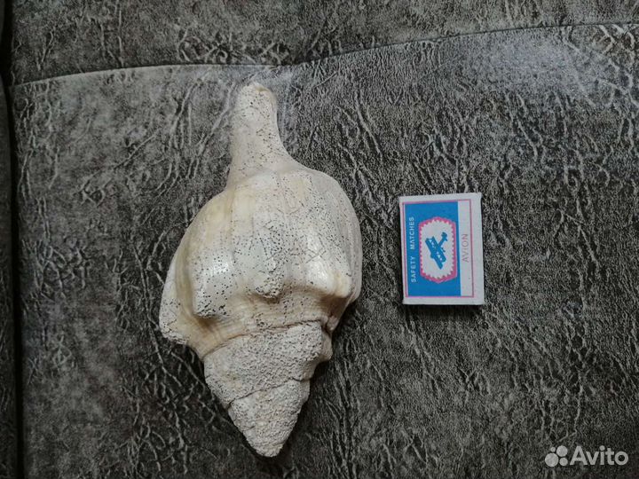 Морские раковины