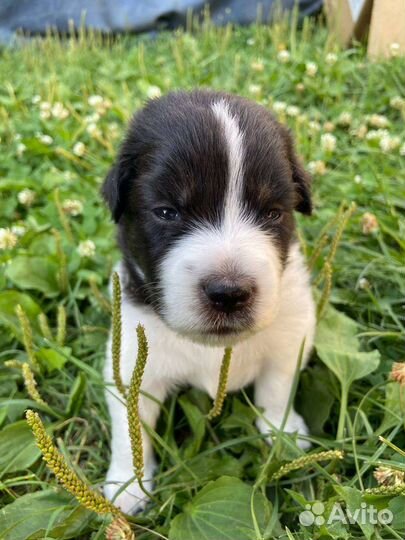 Собака в добрые руки отдам бесплатно