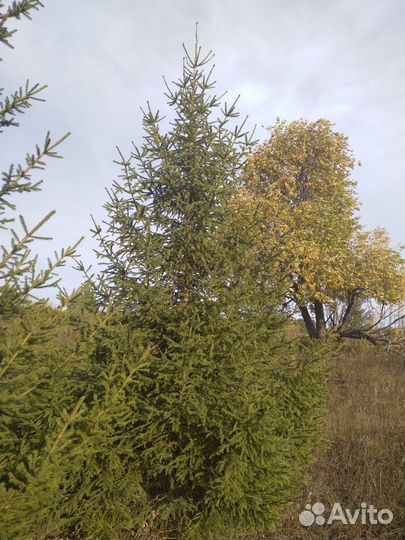 Новогодние ели